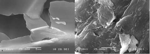 sem in situ.jpg